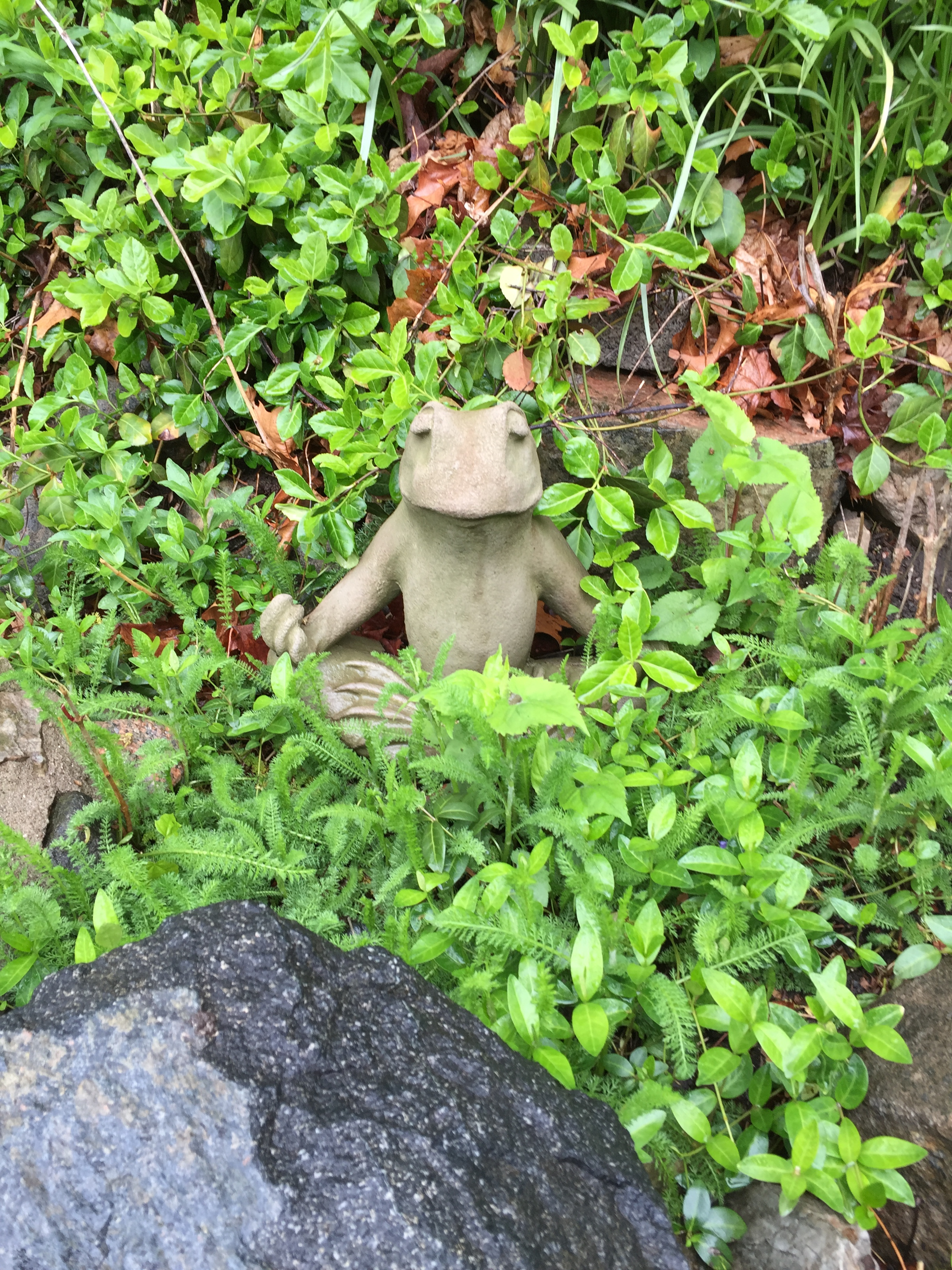 our medidating frog in the rain