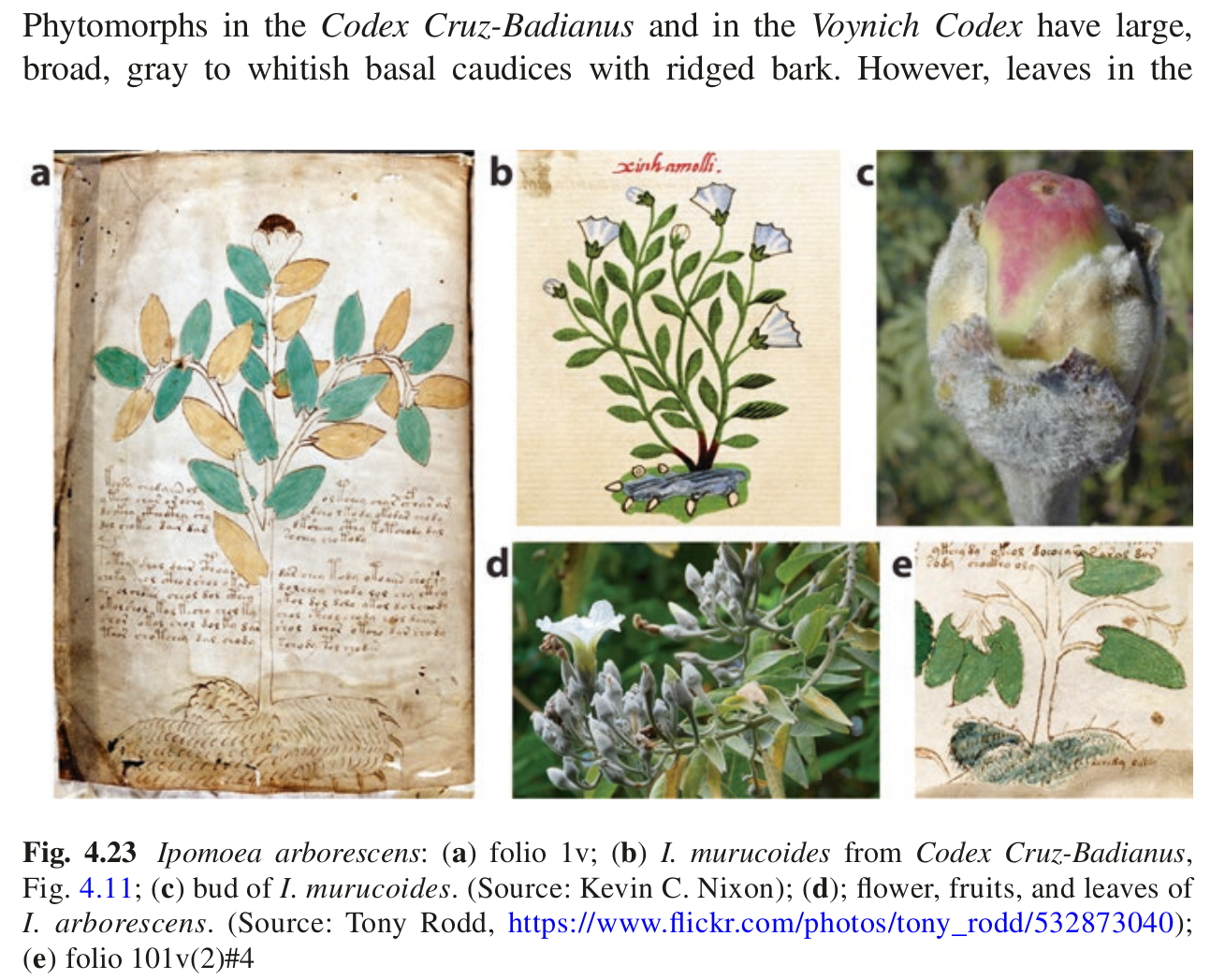 Springer: Unraveling Voynich