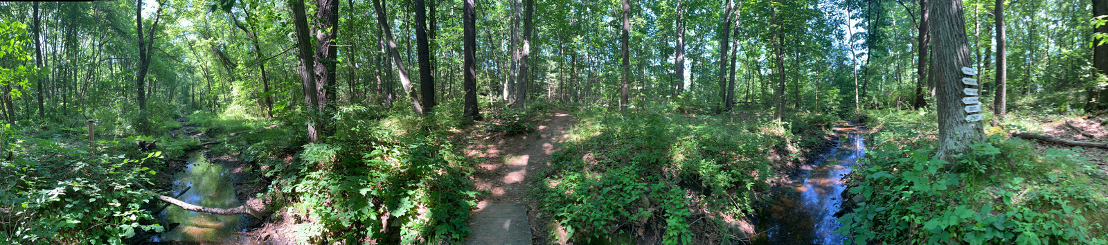 photo 2020 liver Knill, Mary Cummings park