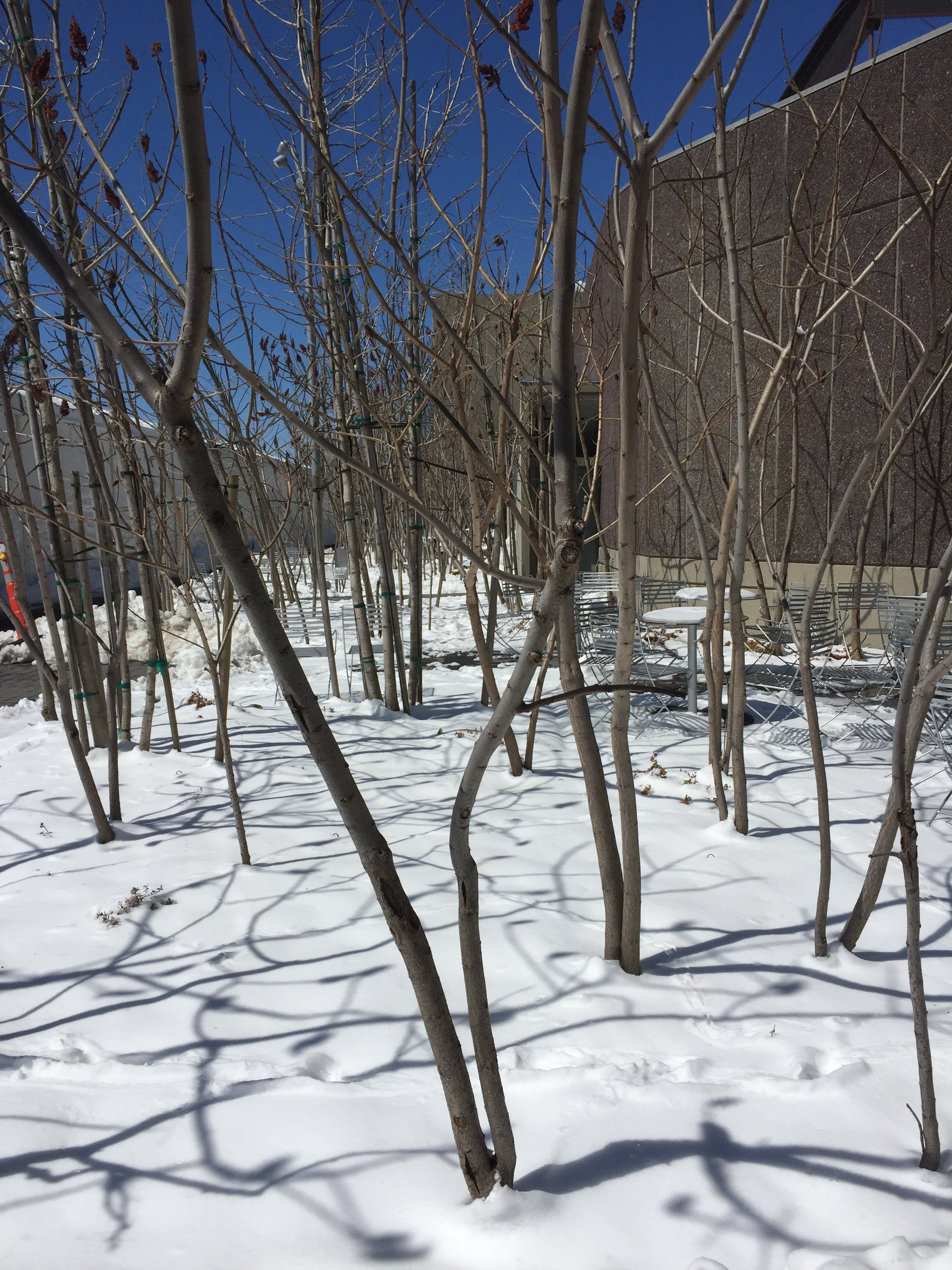 April 4 snow Science center