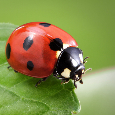 Ladybug